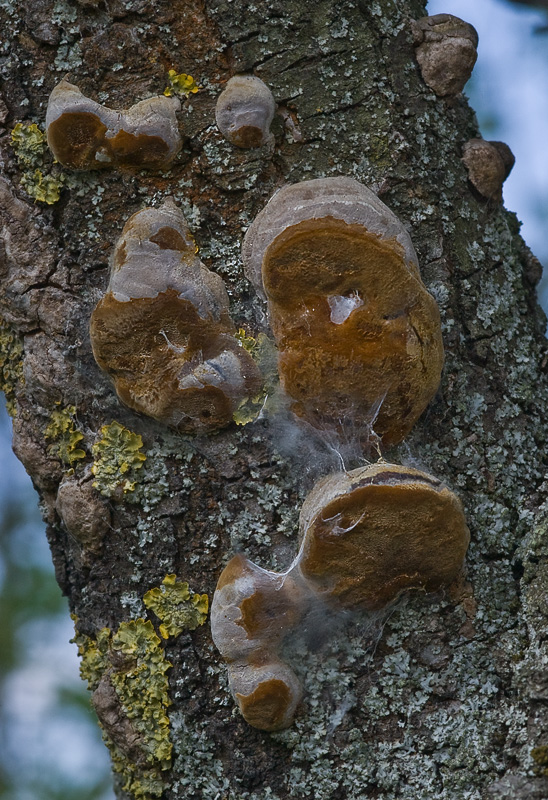 Phellinus pomaceus